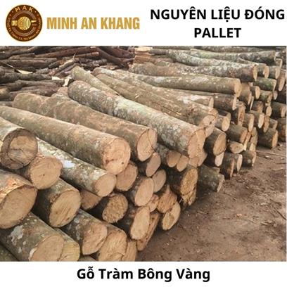 Gỗ Tràm Bông Vàng